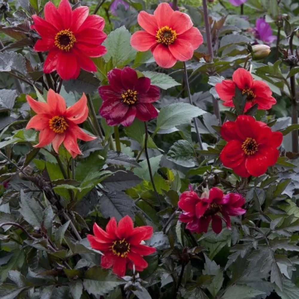 Lågväxande dahlia 'Bloody Mary' – blandning