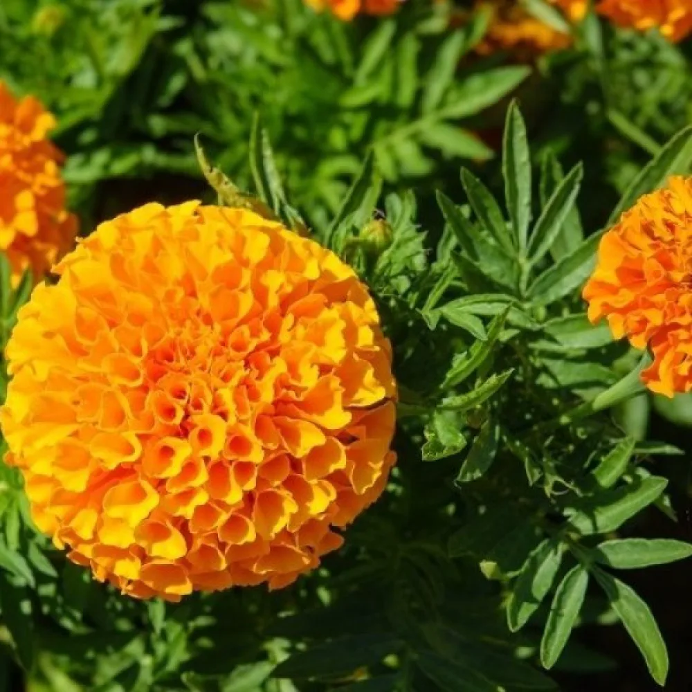 Afrikansk tagetes 'Calando Orange'