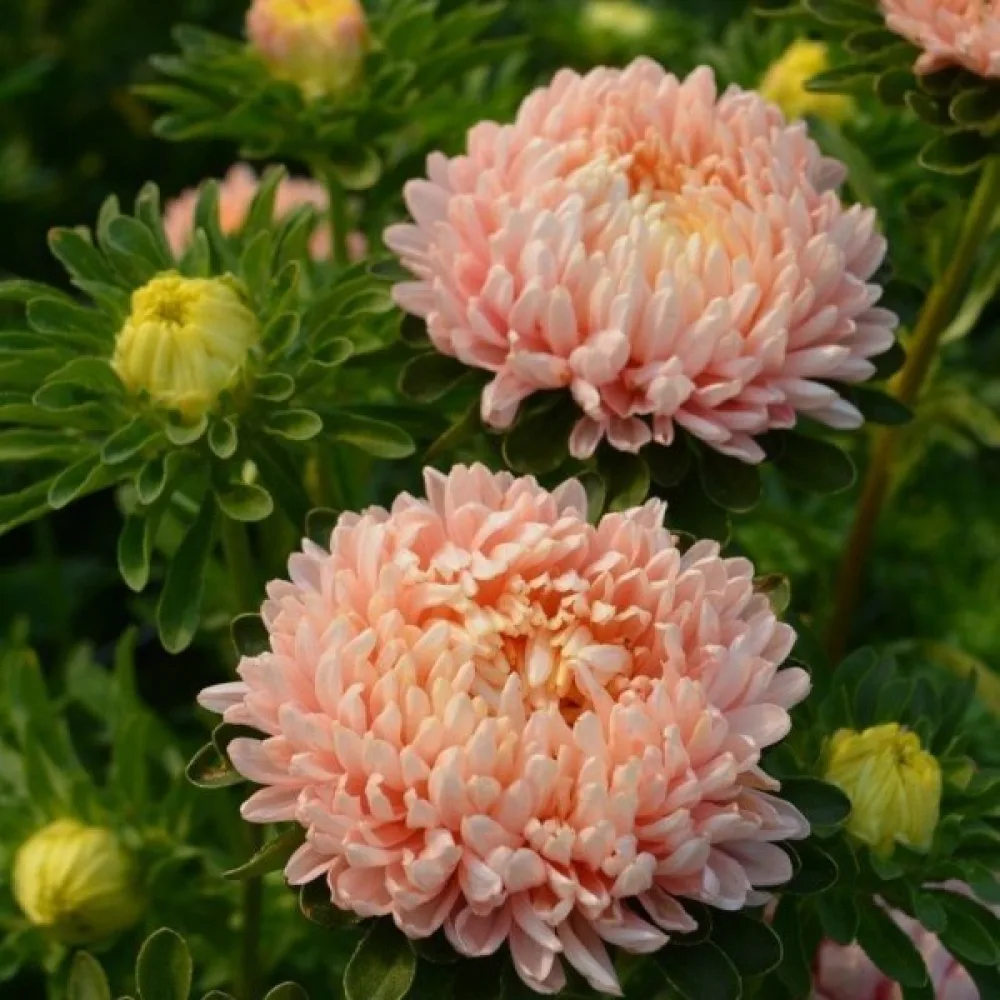 Sommaraster pionblommig – laxrosa, storblommig