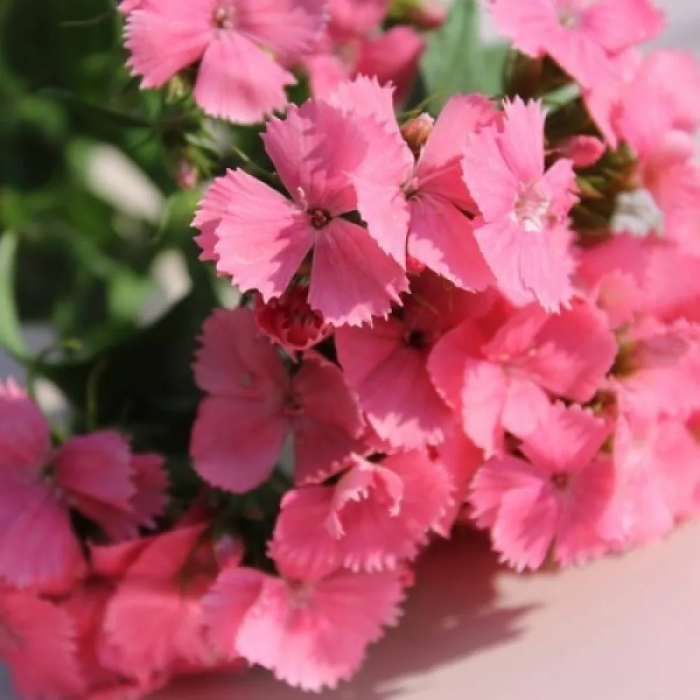Borstnejlika 'Newport Pink' – rosa