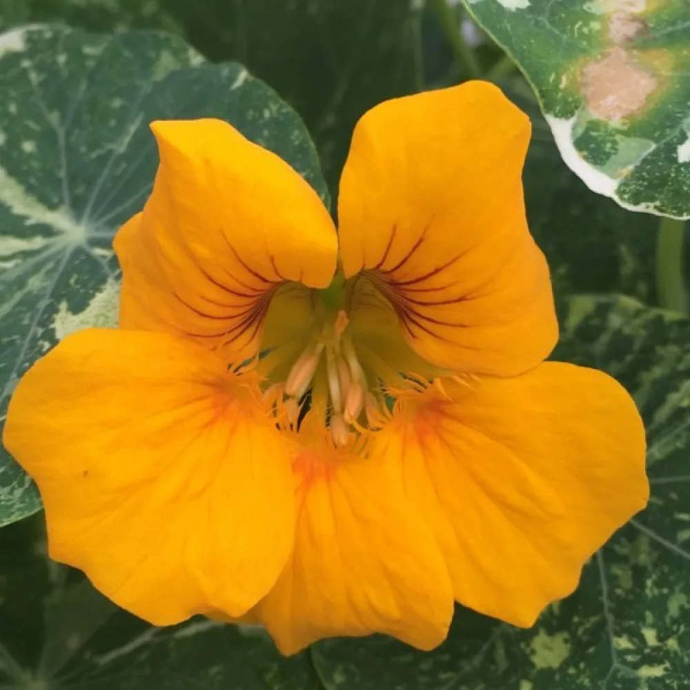 Krasse 'Alaska Gold'