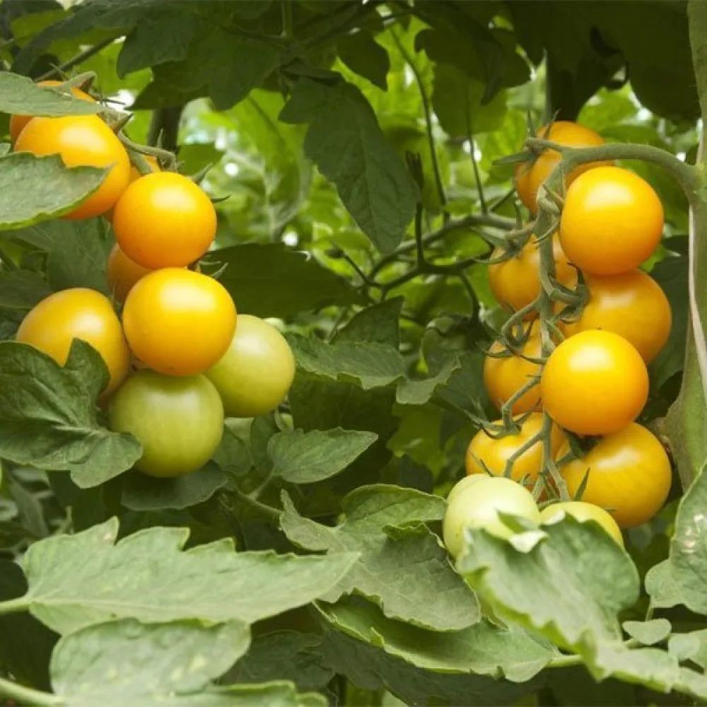 Tomat 'Goldene Königin'