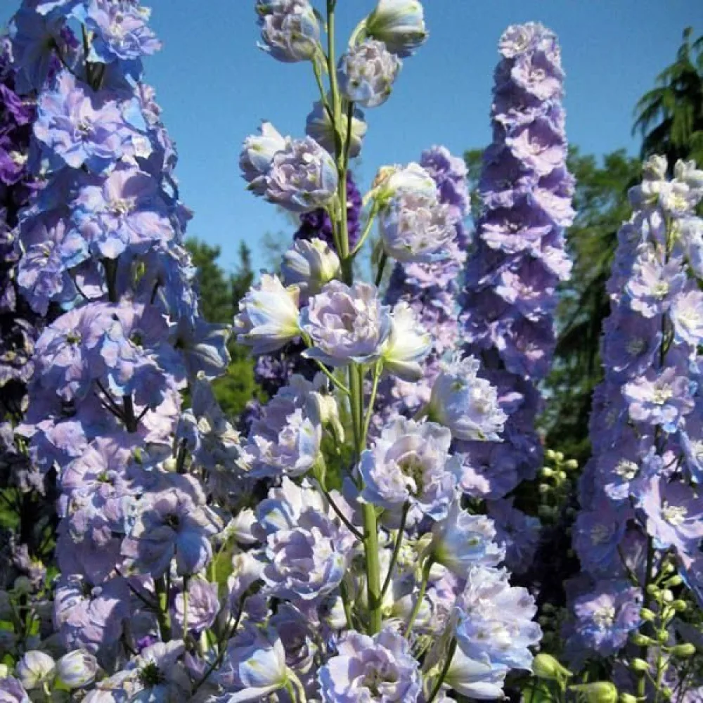 Sommarriddarsporre 'Lilac Spire' – lila