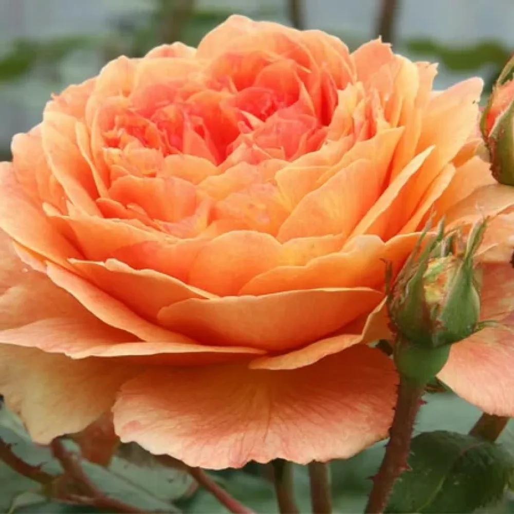 Ros 'Light Whirlwind' – barrotad