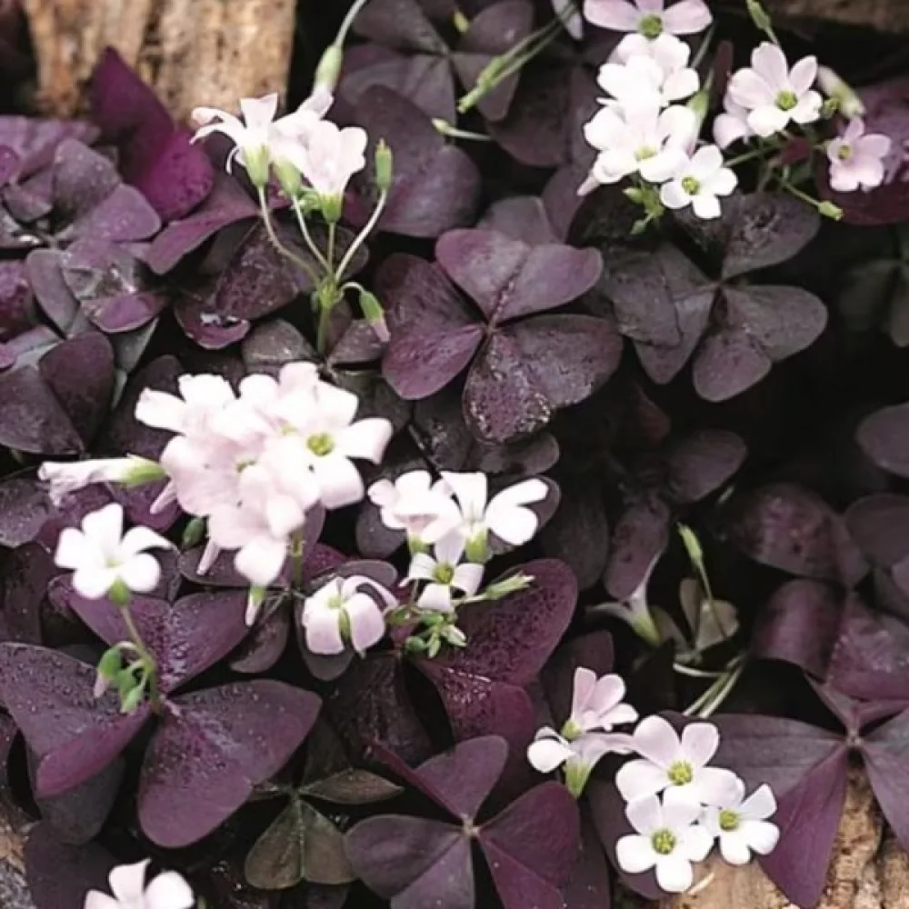 Harsyra Oxalis triangularis