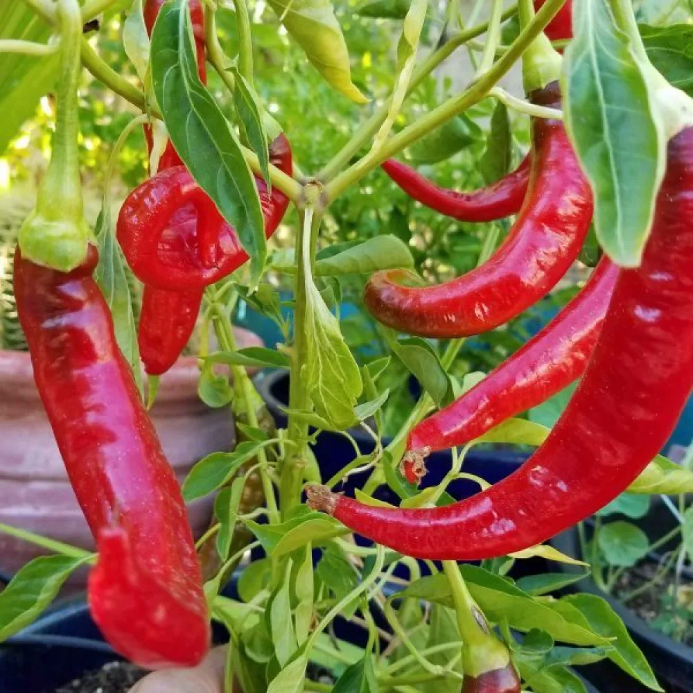 Paprika 'Sigaretta di Bergamo'