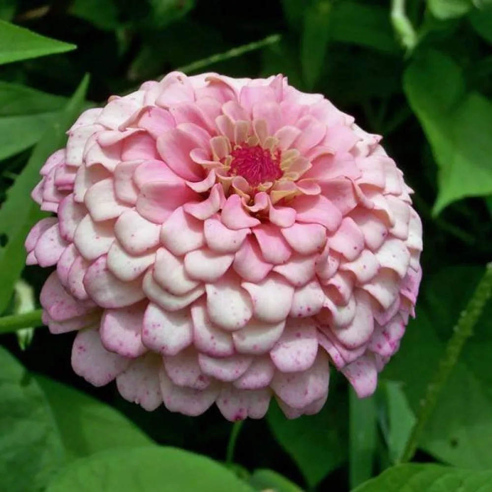 Zinnia 'Dream'