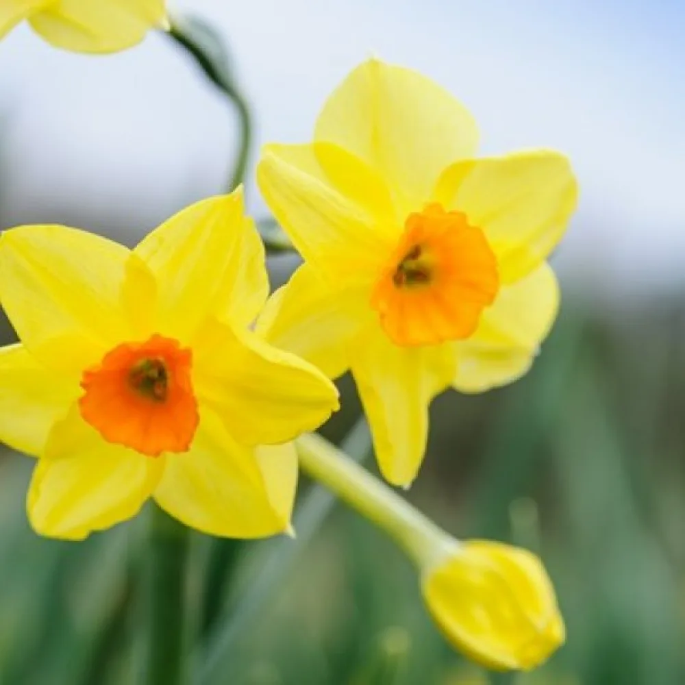 Narciss 'Golden dawn'
