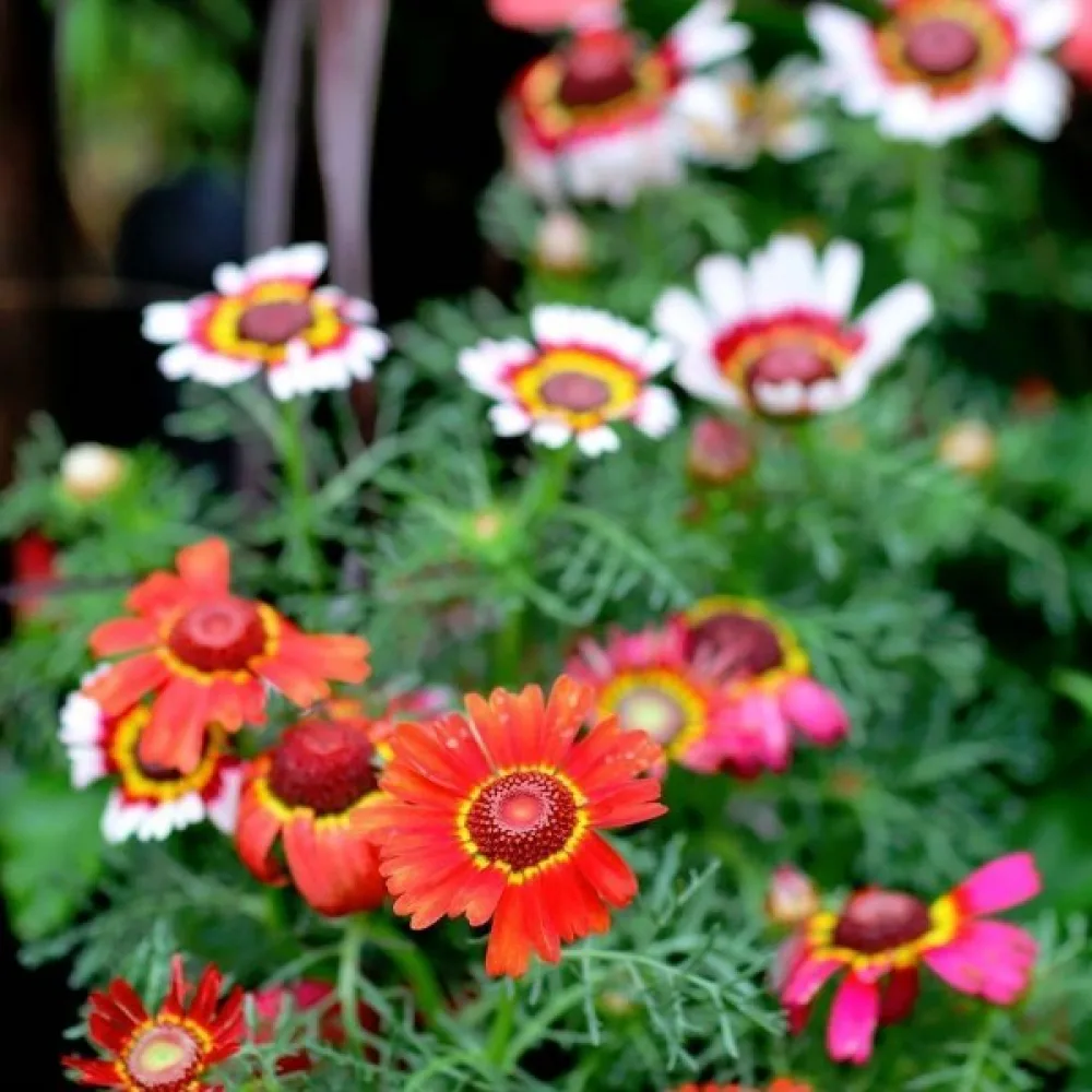 Krysantemum 'Rainbow' mix