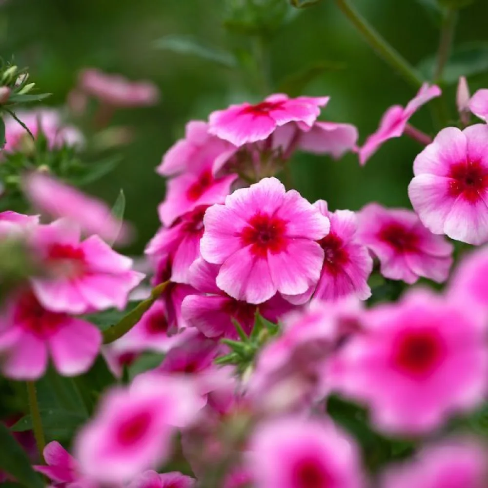 Sommarflox 'Brilliant Rose'