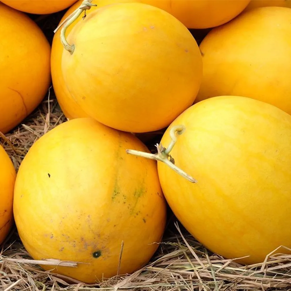Vattenmelon 'Złoto Wolicy' F1 2,5–3,5 kg