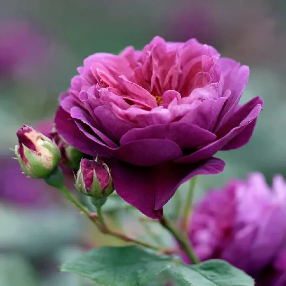 Ros 'Purple Harmony' – barrotad