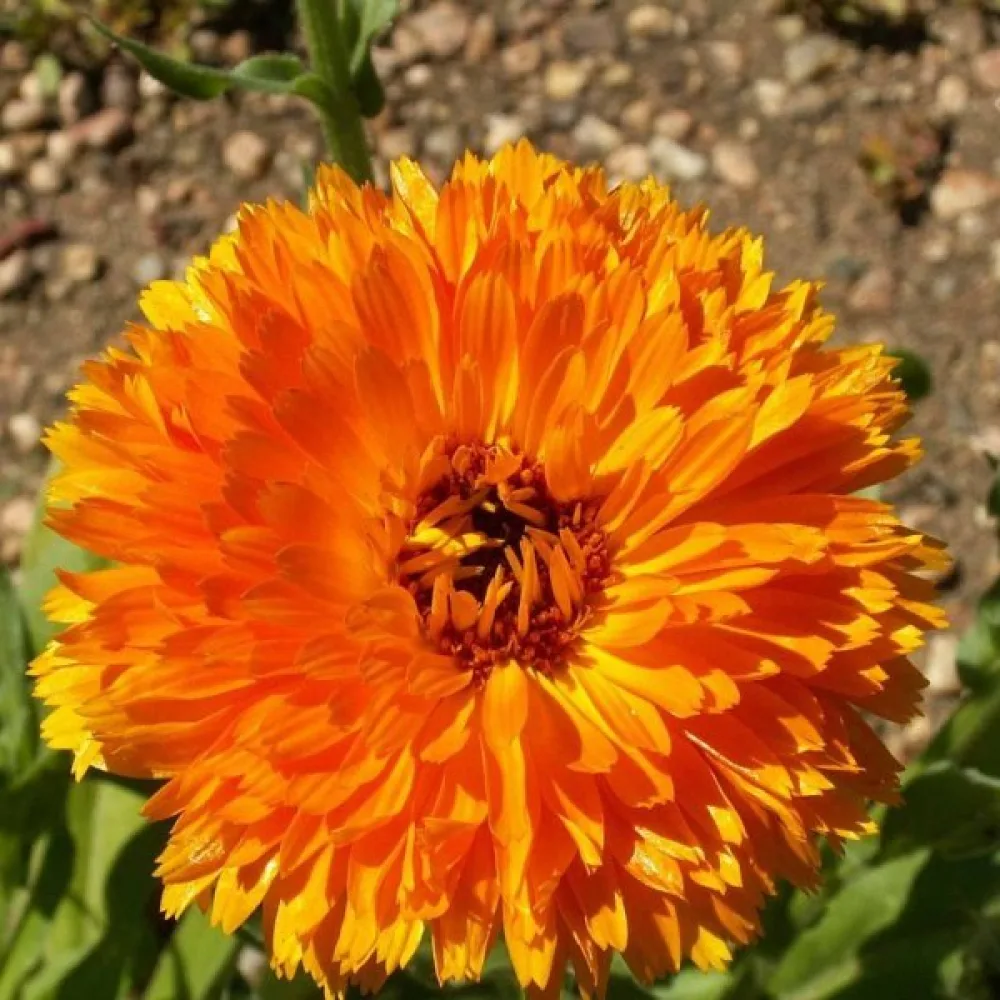 Ringblomma Calendula officinalis, fylld orange (profi)