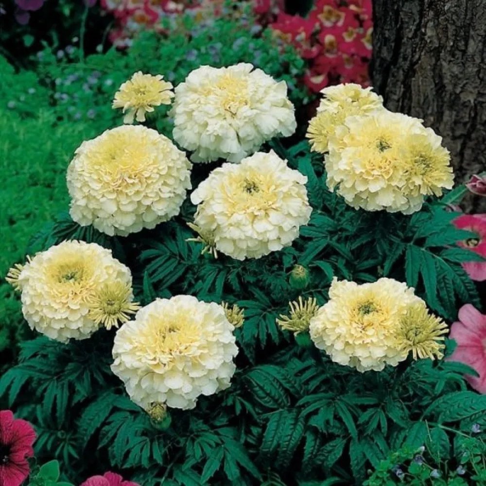 Afrikansk tagetes 'Albatros'