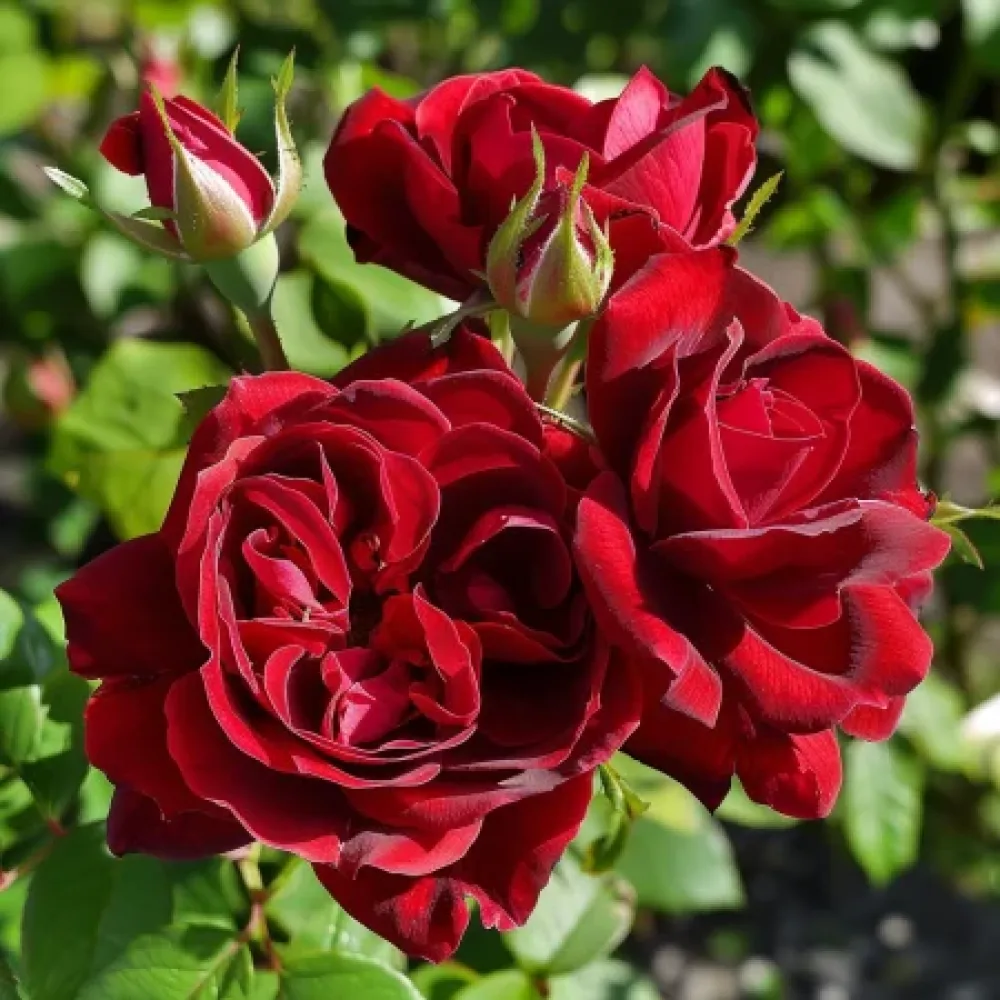 Ros 'Dark Red Fairytale' – barrotad