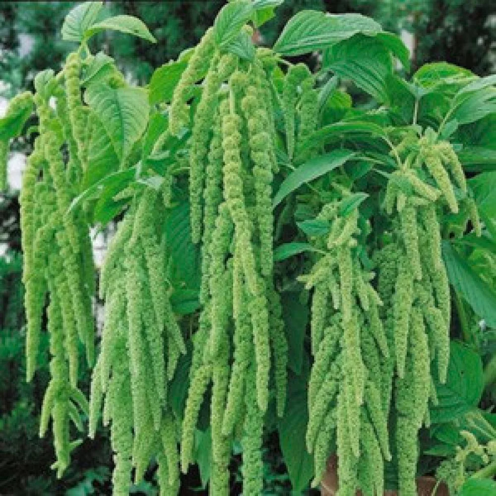Amarant 'Tower Green'