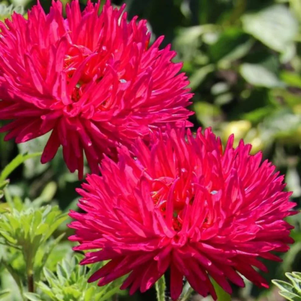 Sommaraster Paeony flowered red