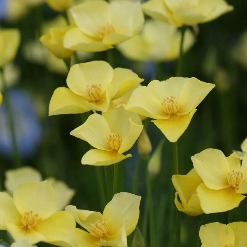 Sömntuta 'Sandew', citrongul