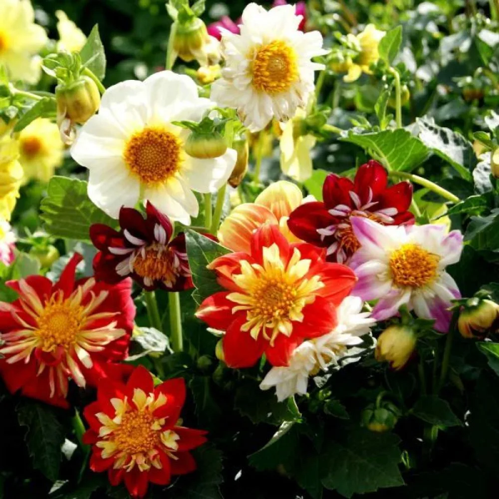 Lågväxande dahlia 'Early Bird' – blandning