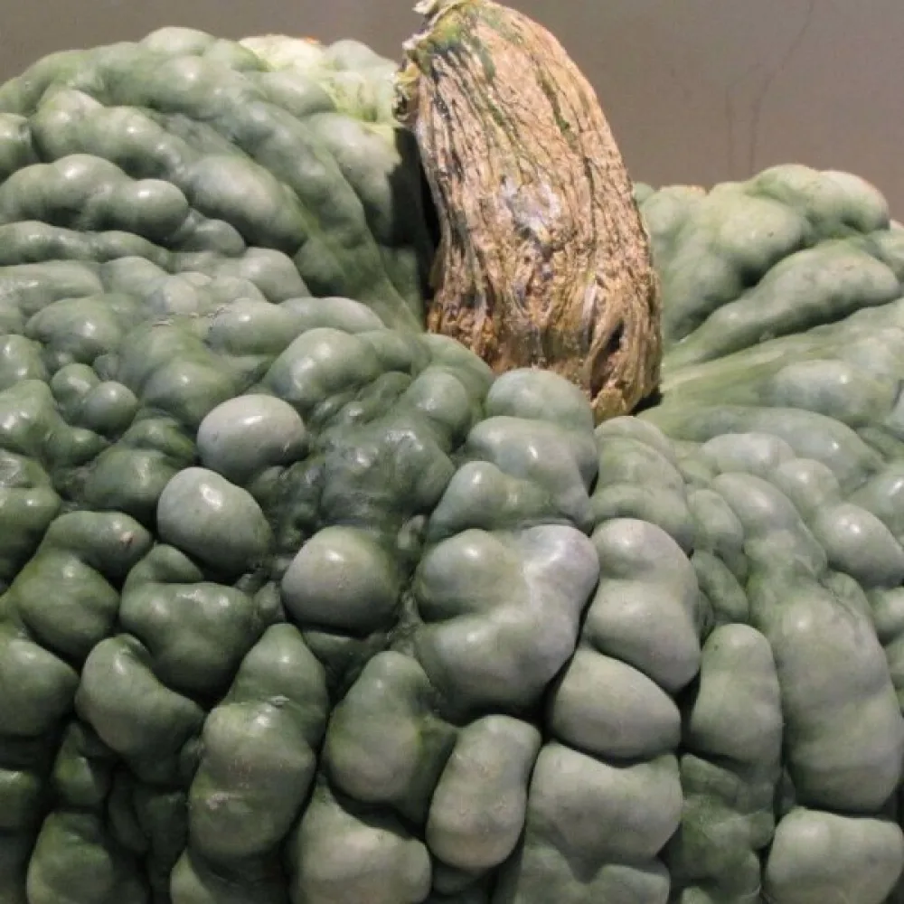 Pumpa 'Marina di Chioggia'