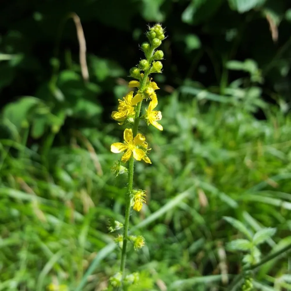 Småborre Agrimonia eupatoria