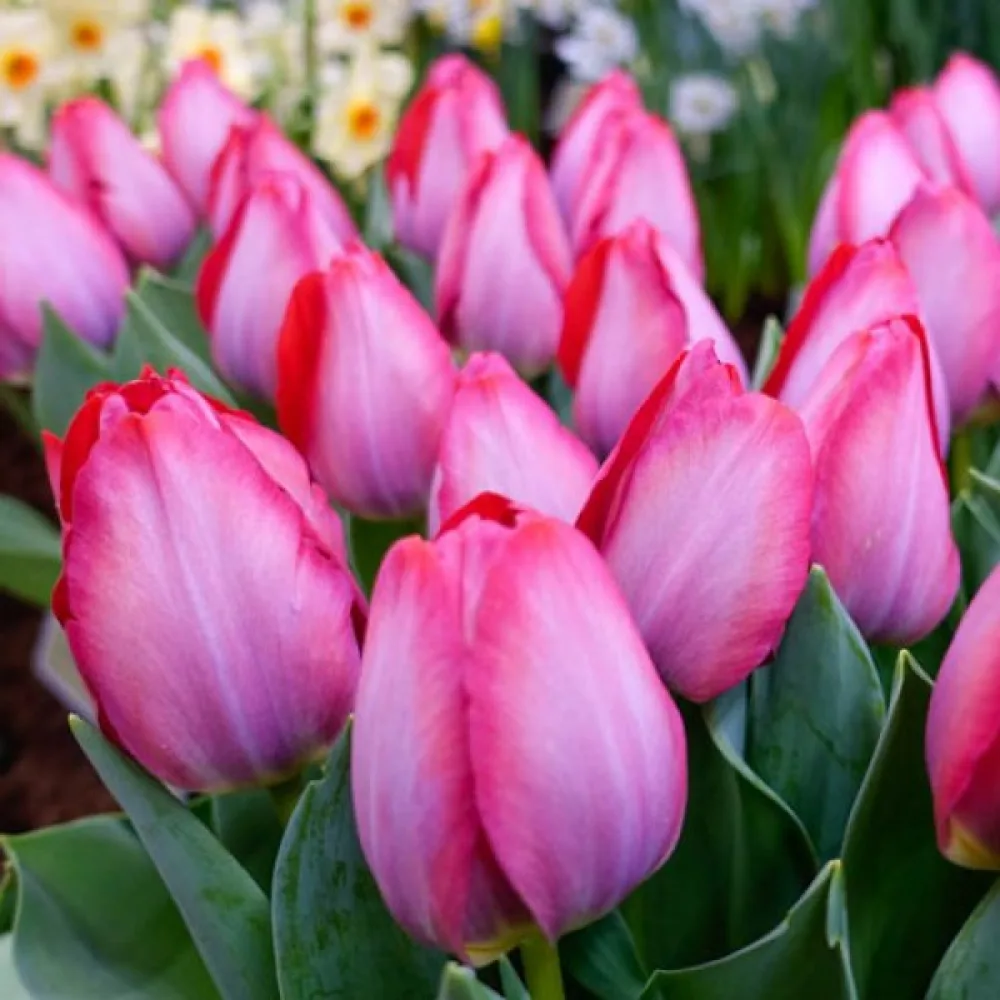Tulpan 'Pink Sound'