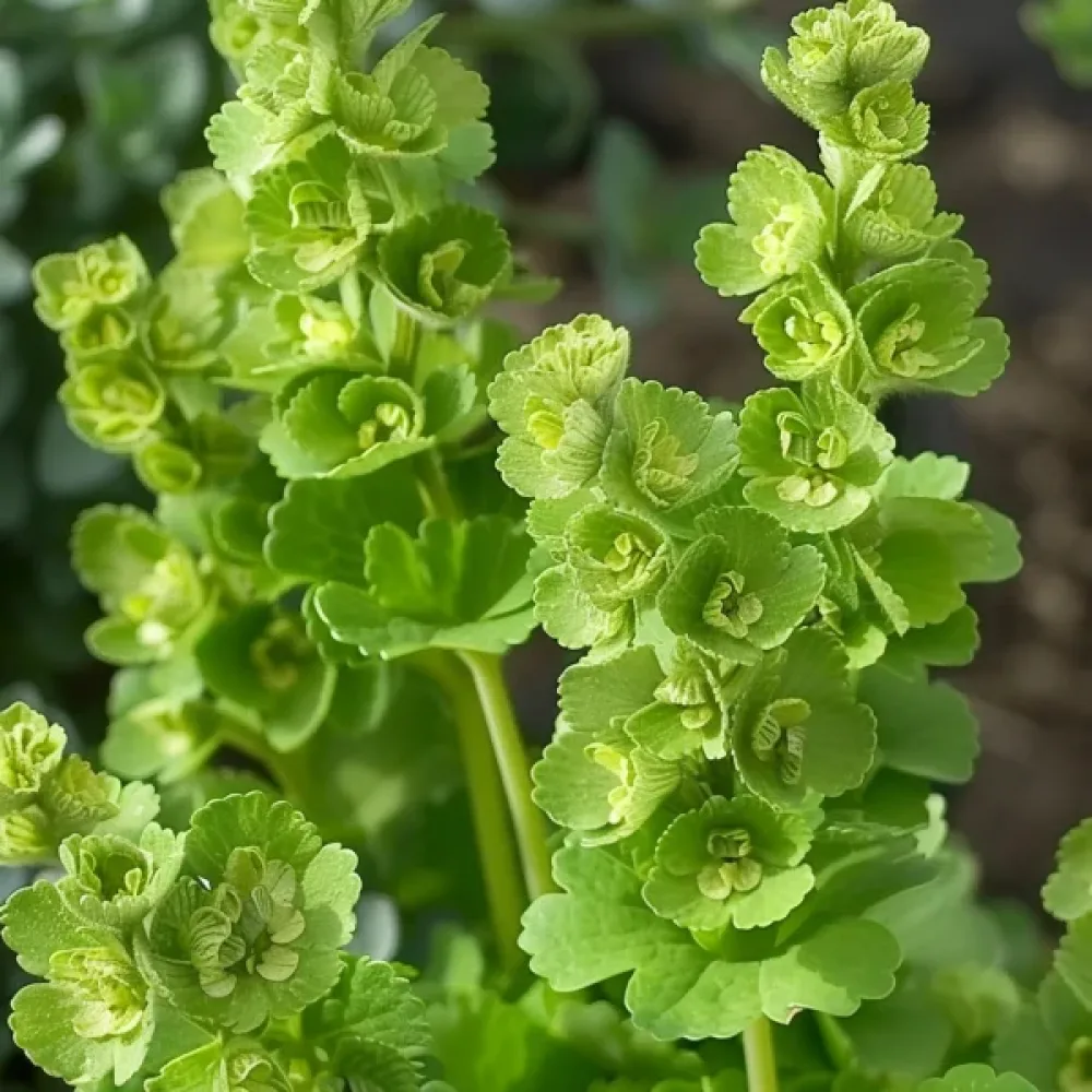 Musselblomma Moluccella laevis