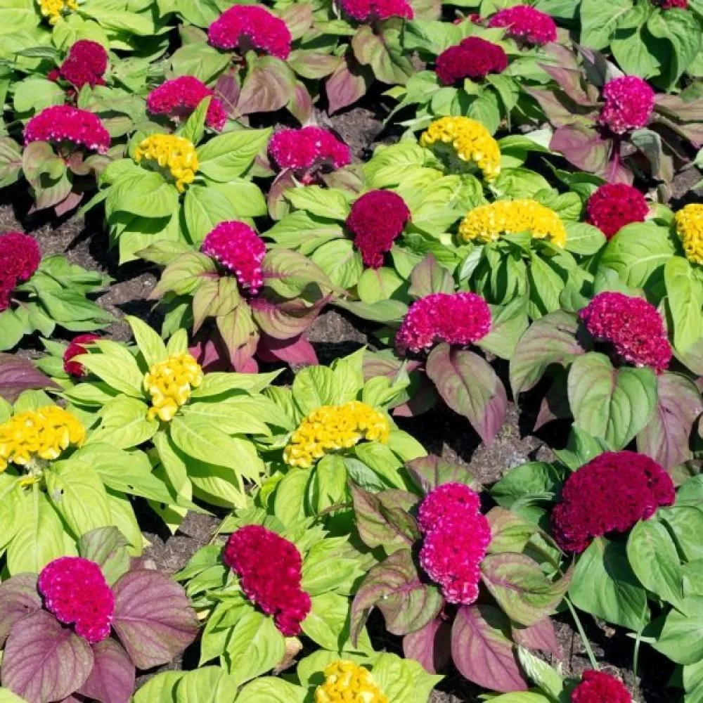 Tuppkam 'Jewel Box', mix