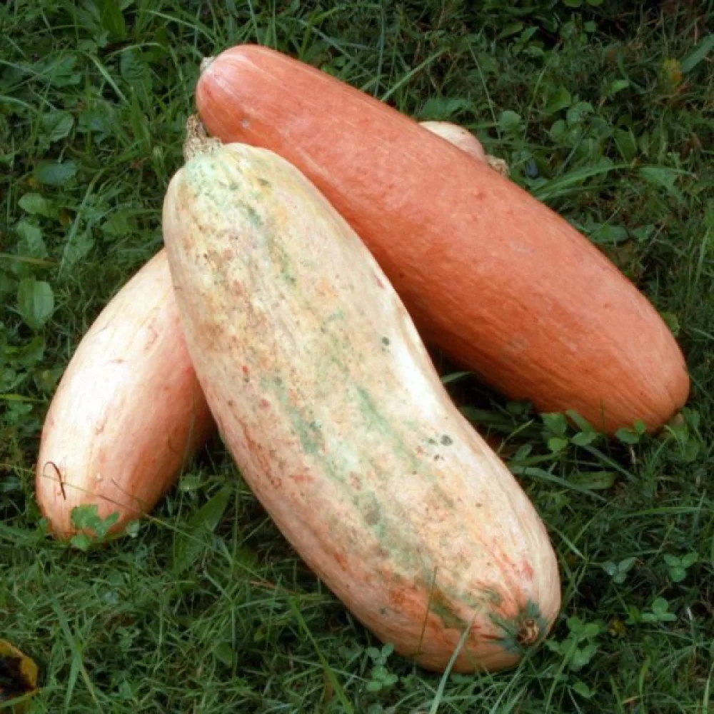 Pumpa 'Pink Banana Jumbo'