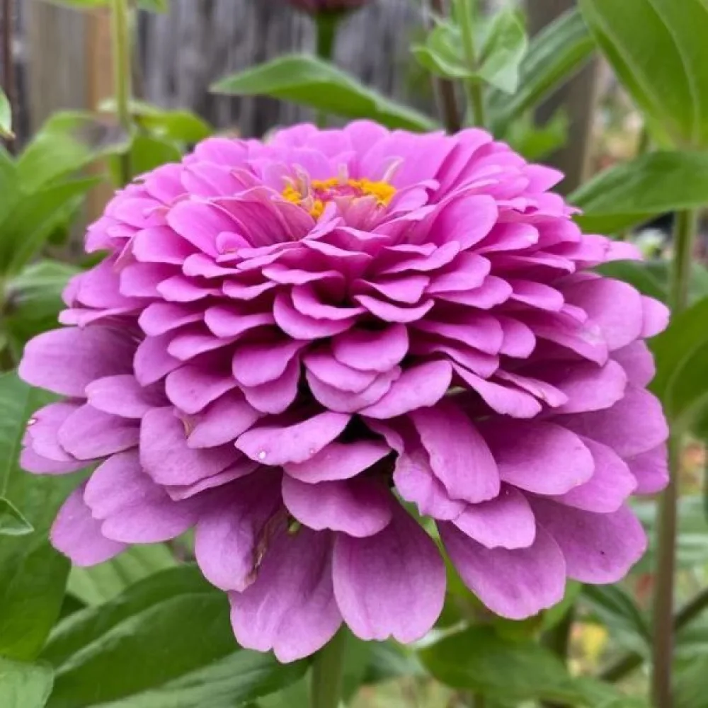 Zinnia 'Super Yoga Lavender'