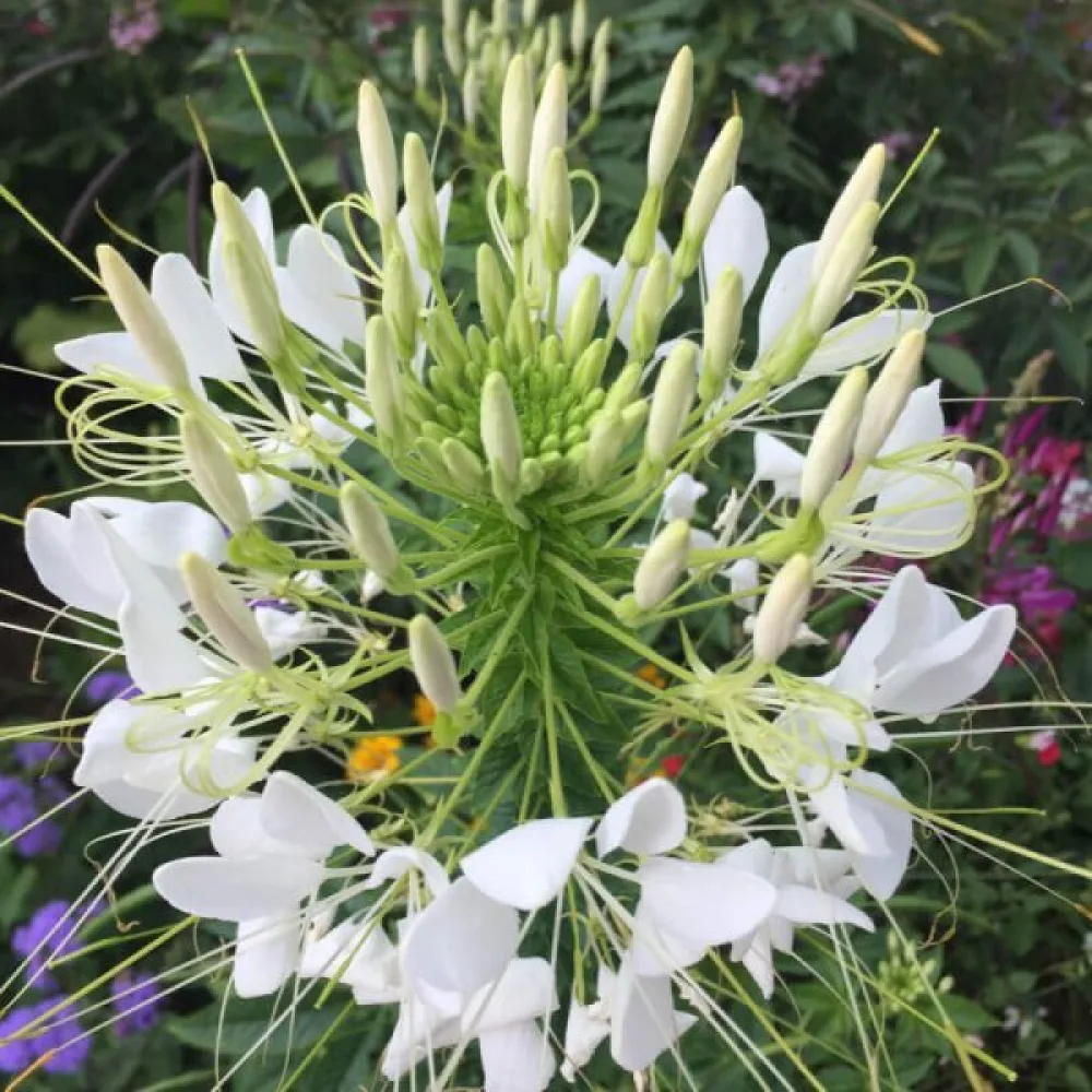 Paradisblomster 'White Queen'