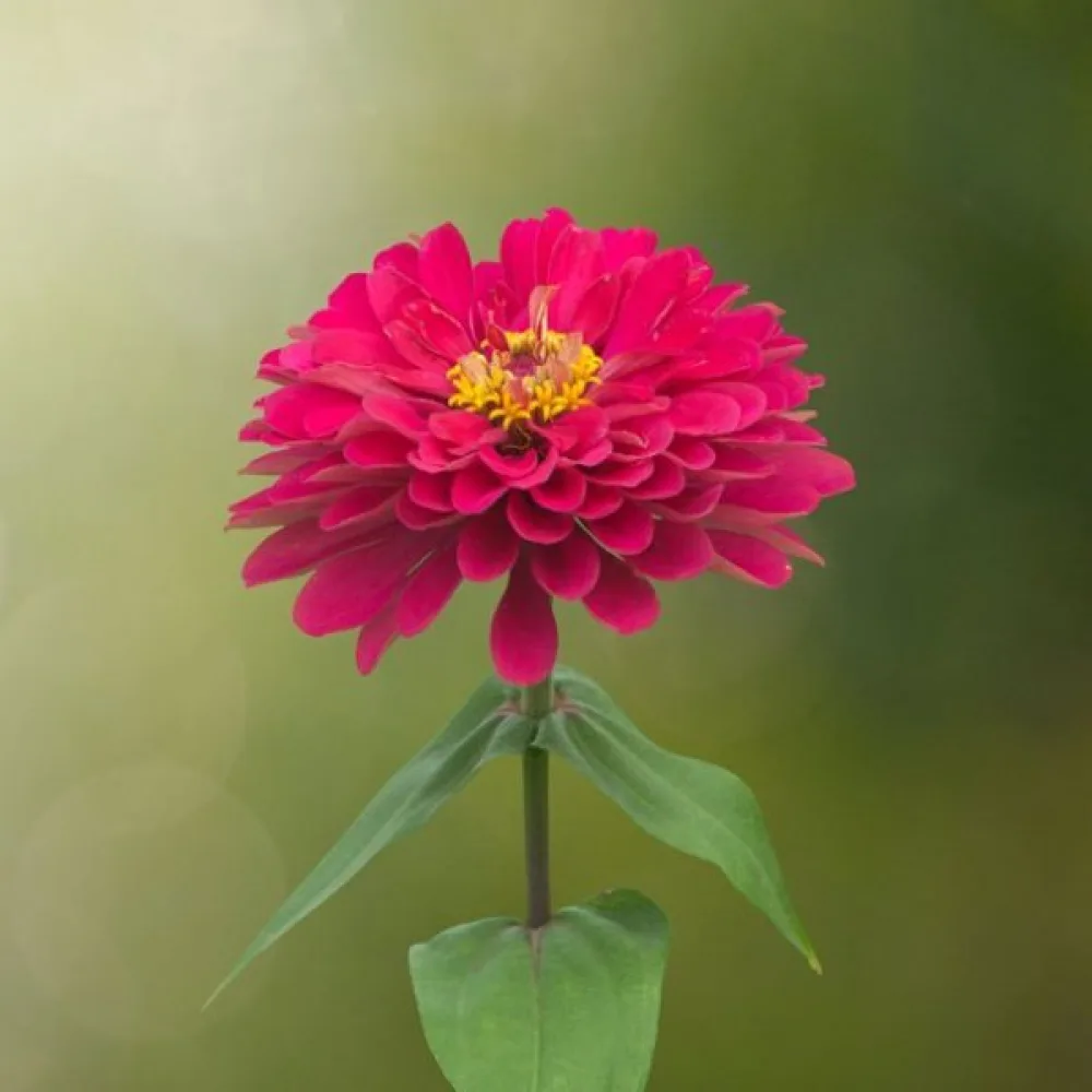 Zinnia 'Cherry Queen'