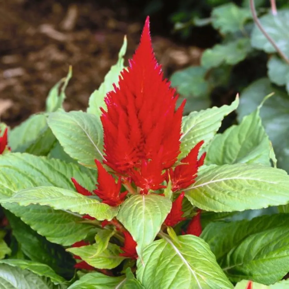 Plymcelosia 'Scarlet Plume', röd med ljusgröna blad