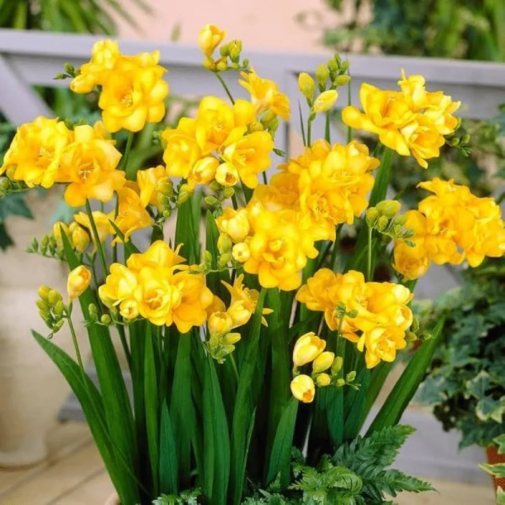 Freesia 'Double yellow'