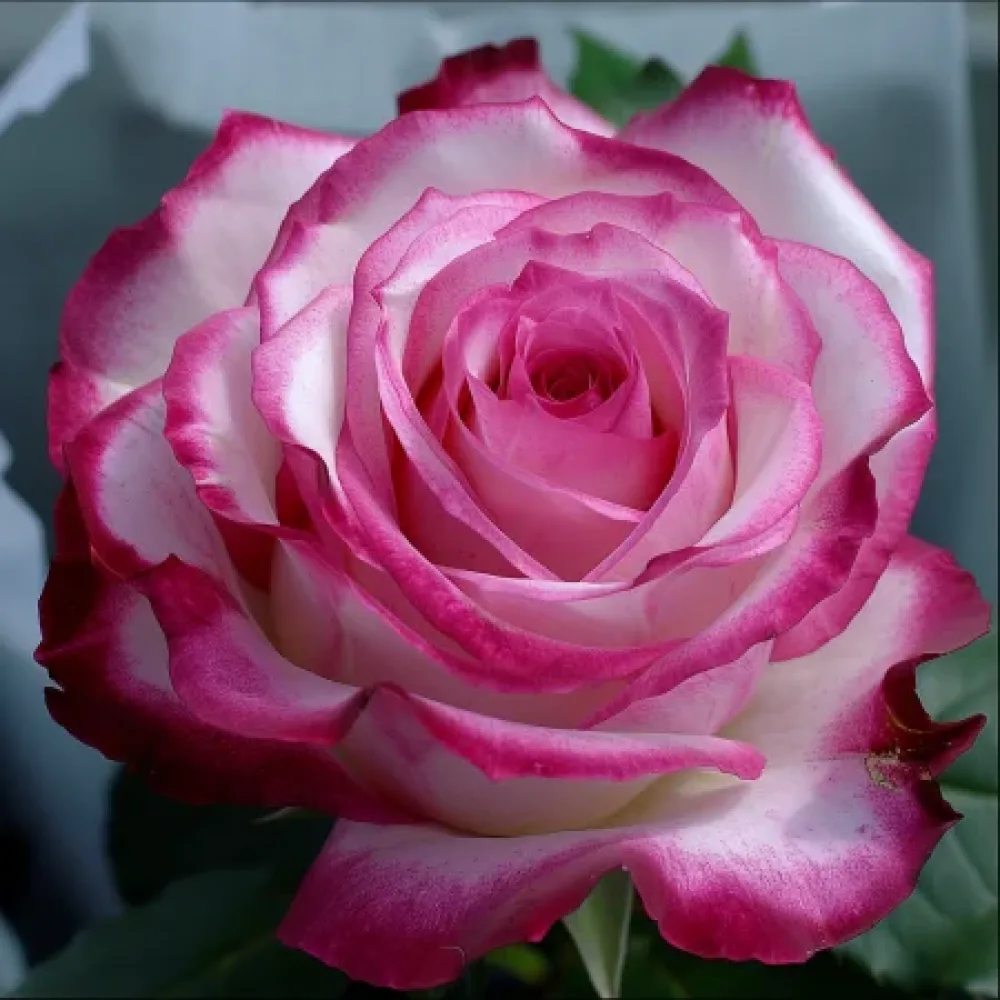 Ros 'Heavens Flower' – barrotad
