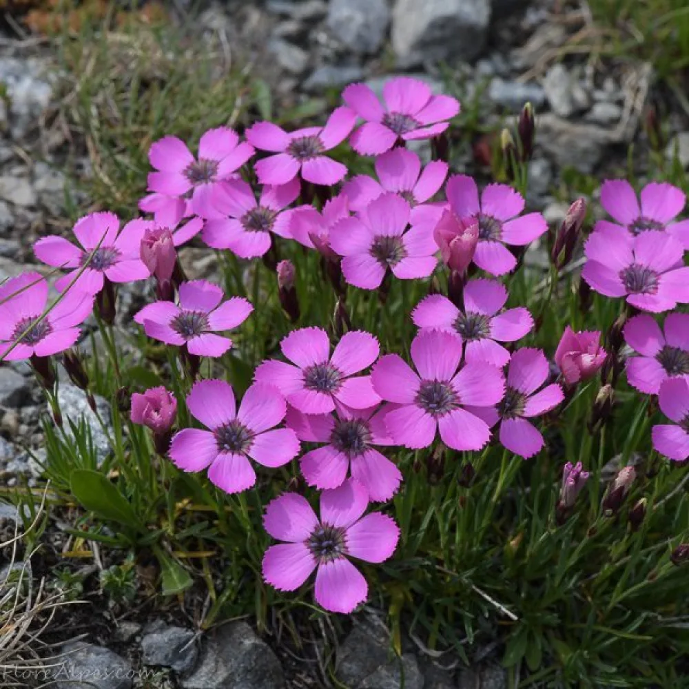 Nejlika Dianthus pavonius – lilaröd