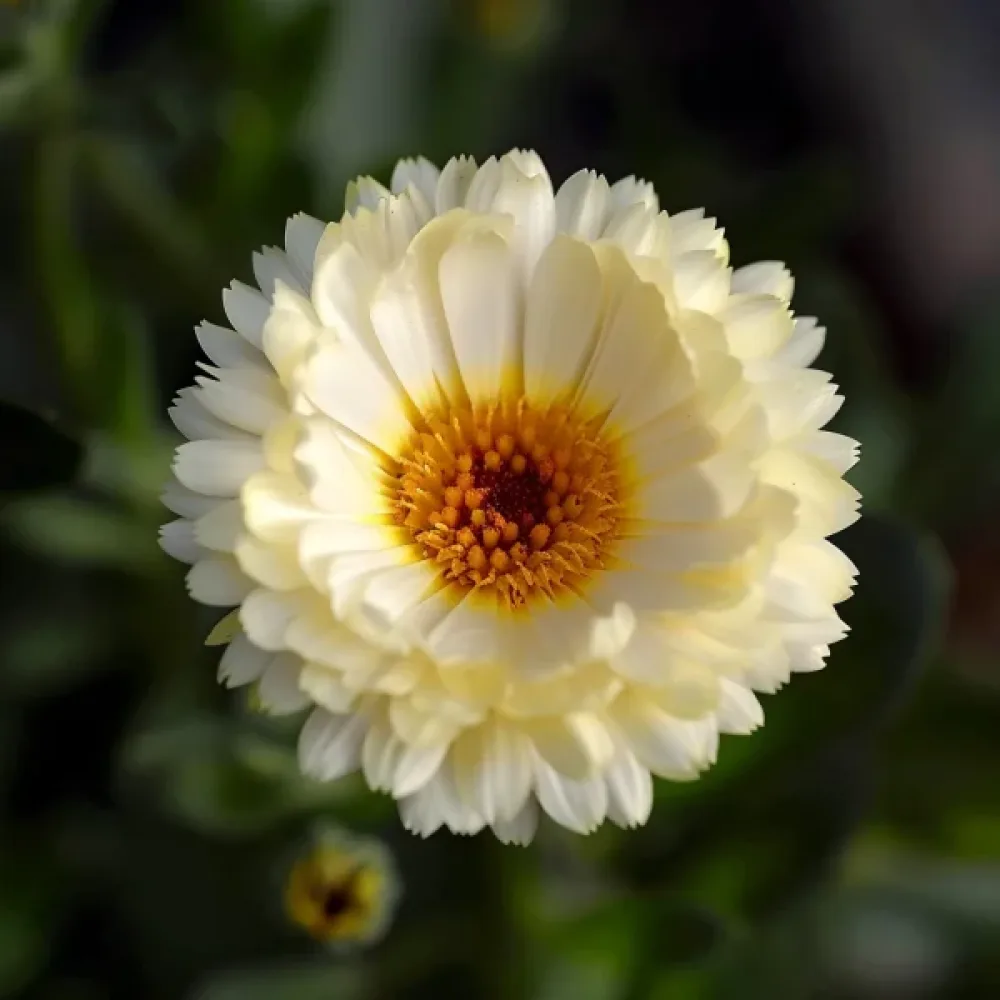 Ringblomma 'Ivory'