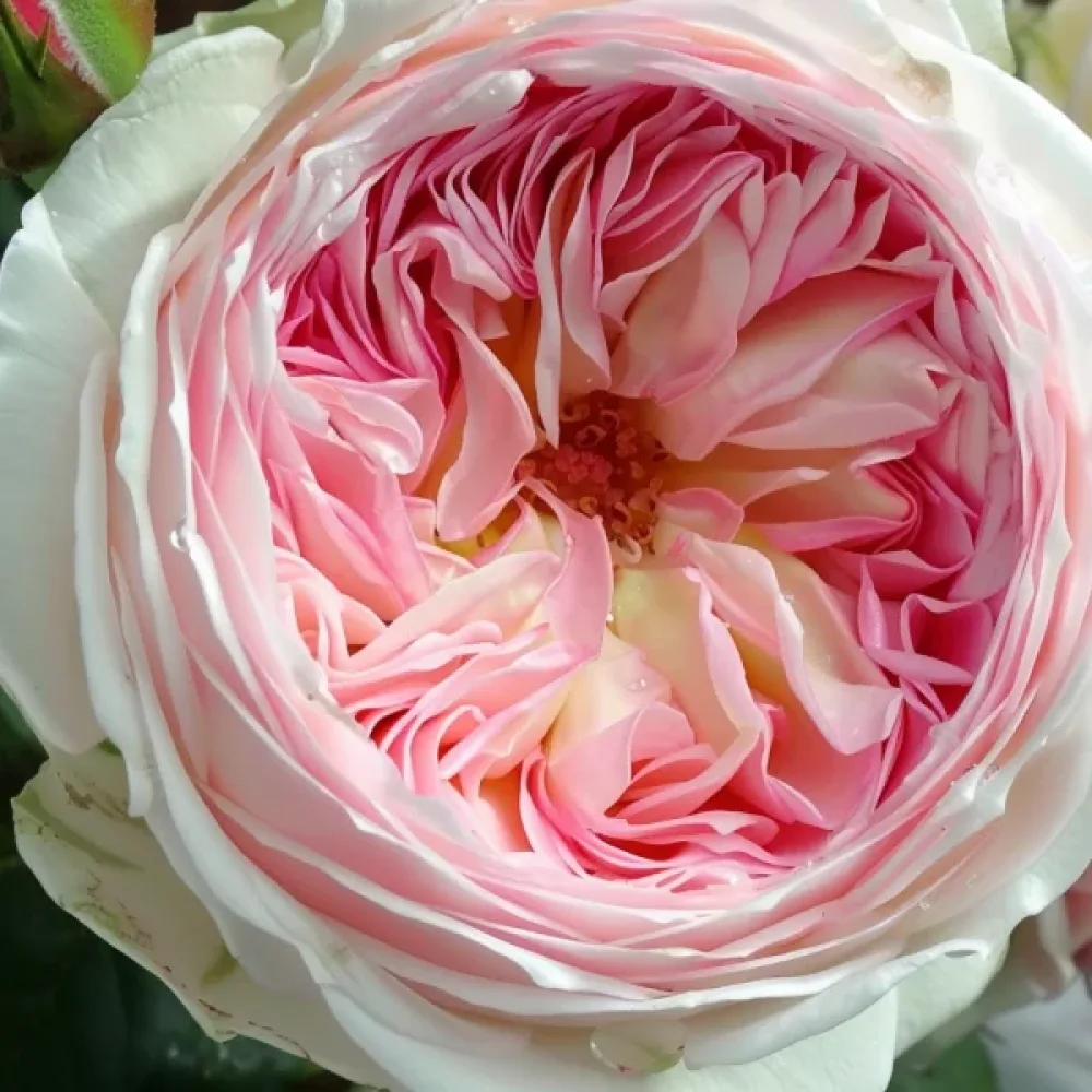 Ros 'Pink Melody'