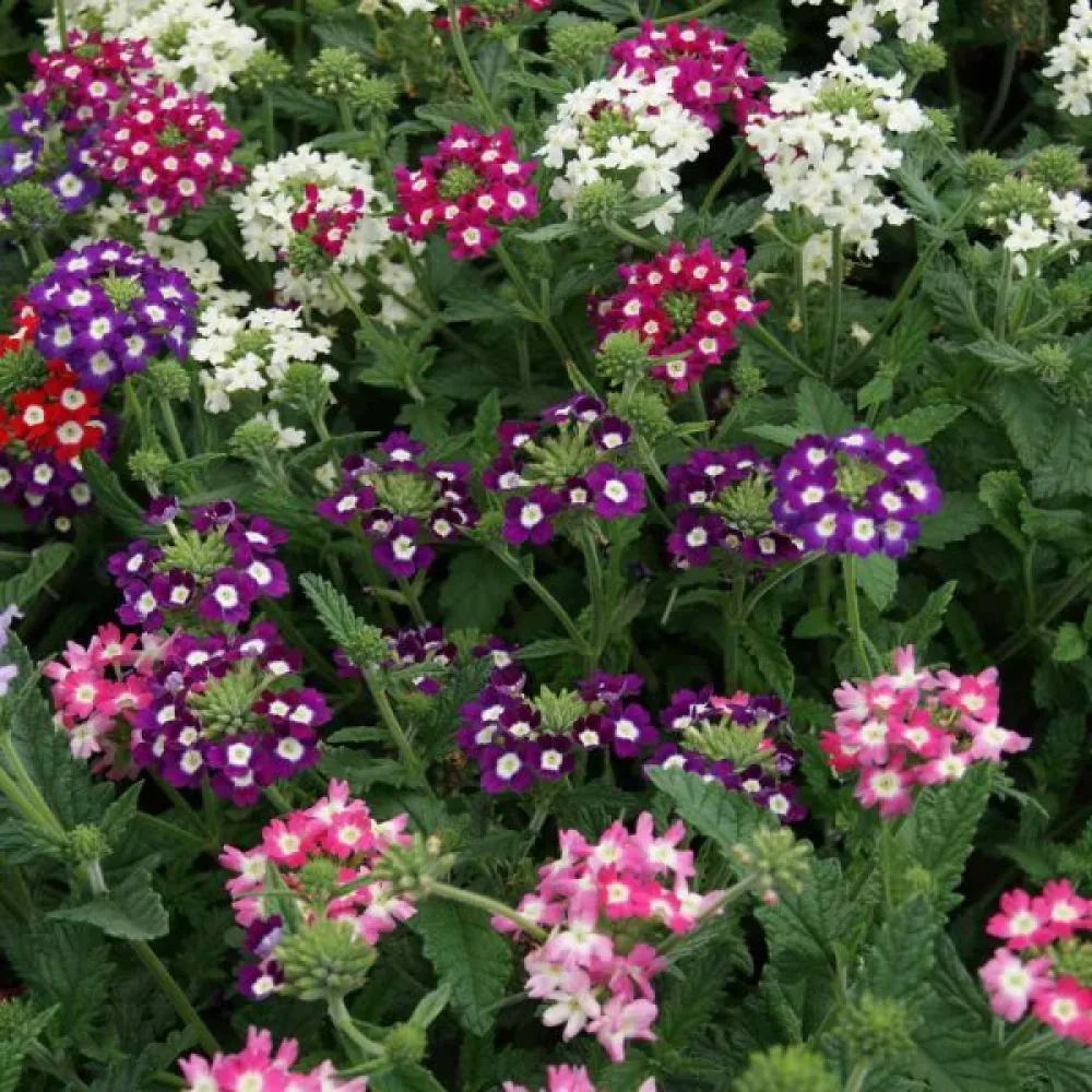 Verbena 'Mammoth' (blandning)