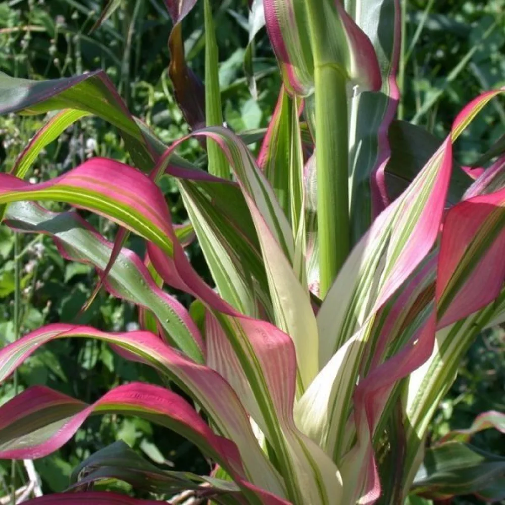 Prydnadsmajs 'Variegata'