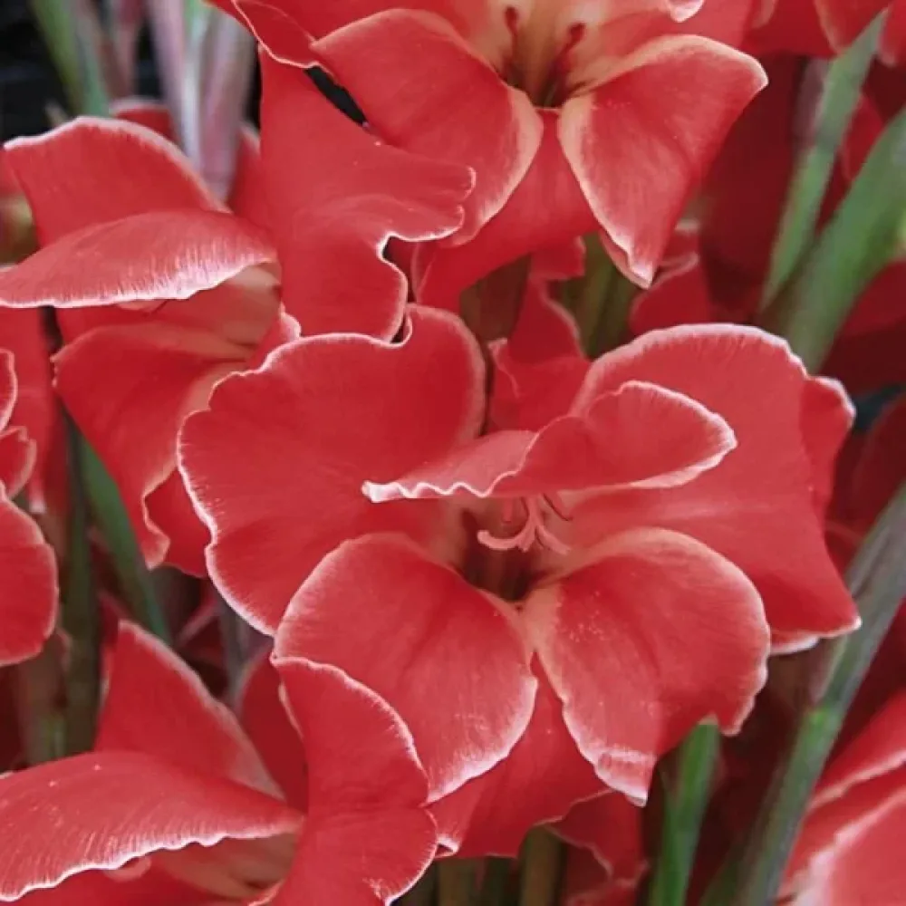 Gladiolus 'Atom'