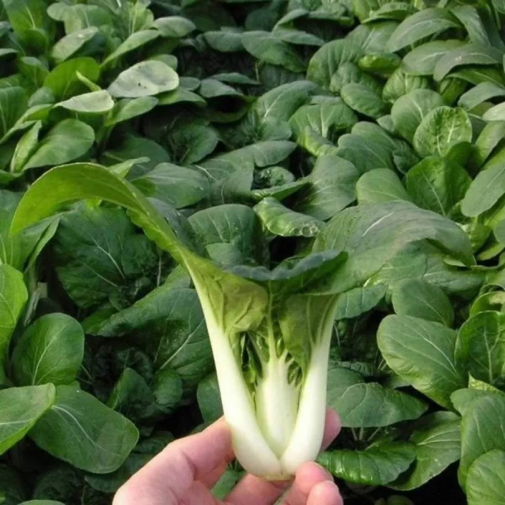 Pak choi, vit