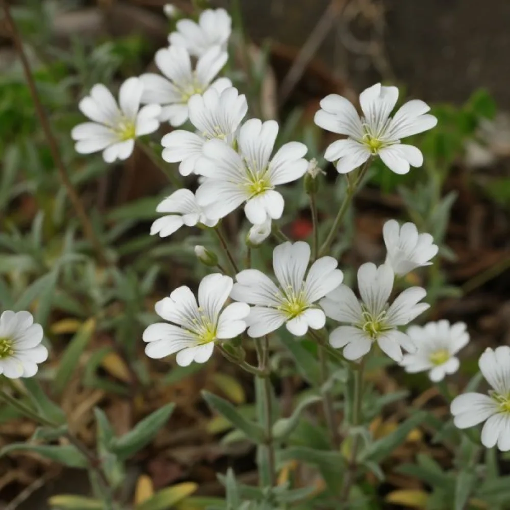 Silverarv Cerastium tomentosum, vit