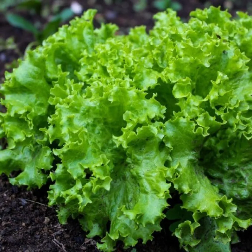 Plocksallad 'Black Seeded Simpson'