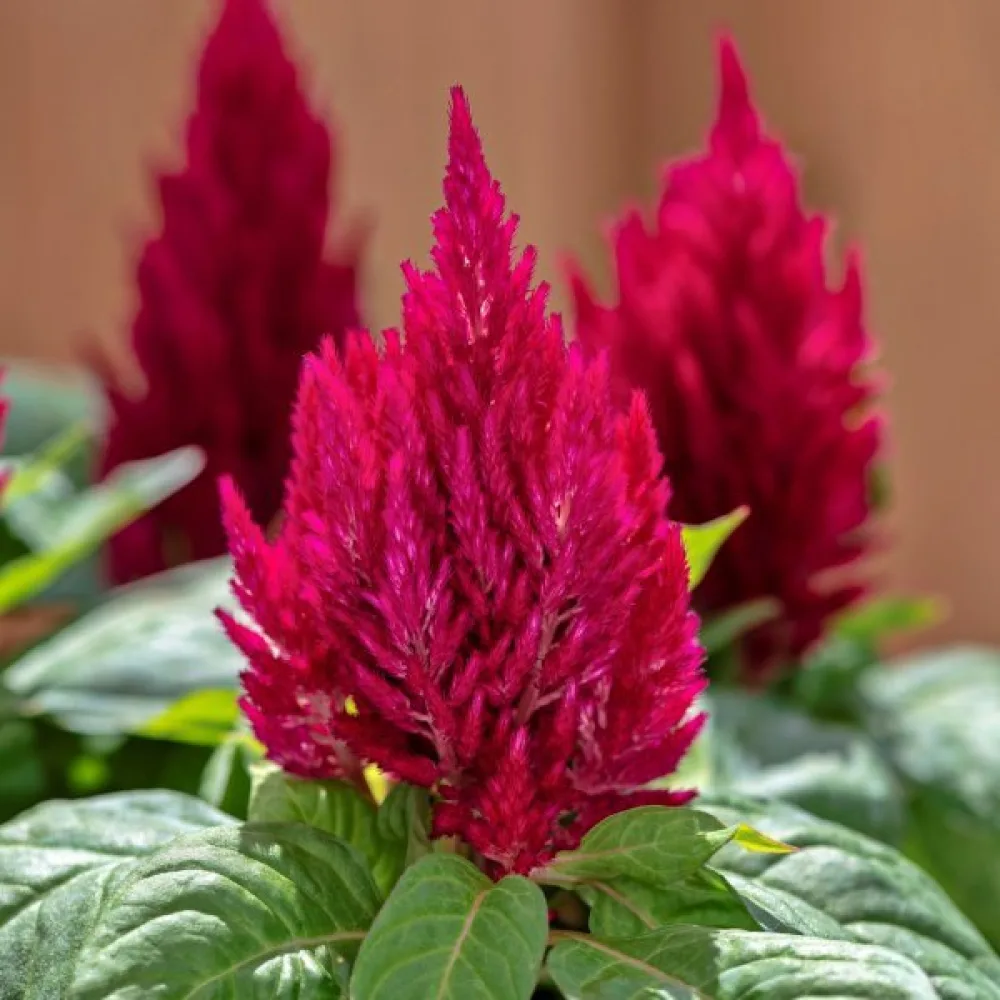 Plymcelosia 'Kimono', mix