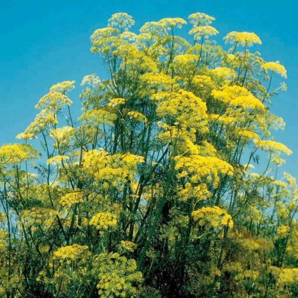 Dill 'Mammoth'