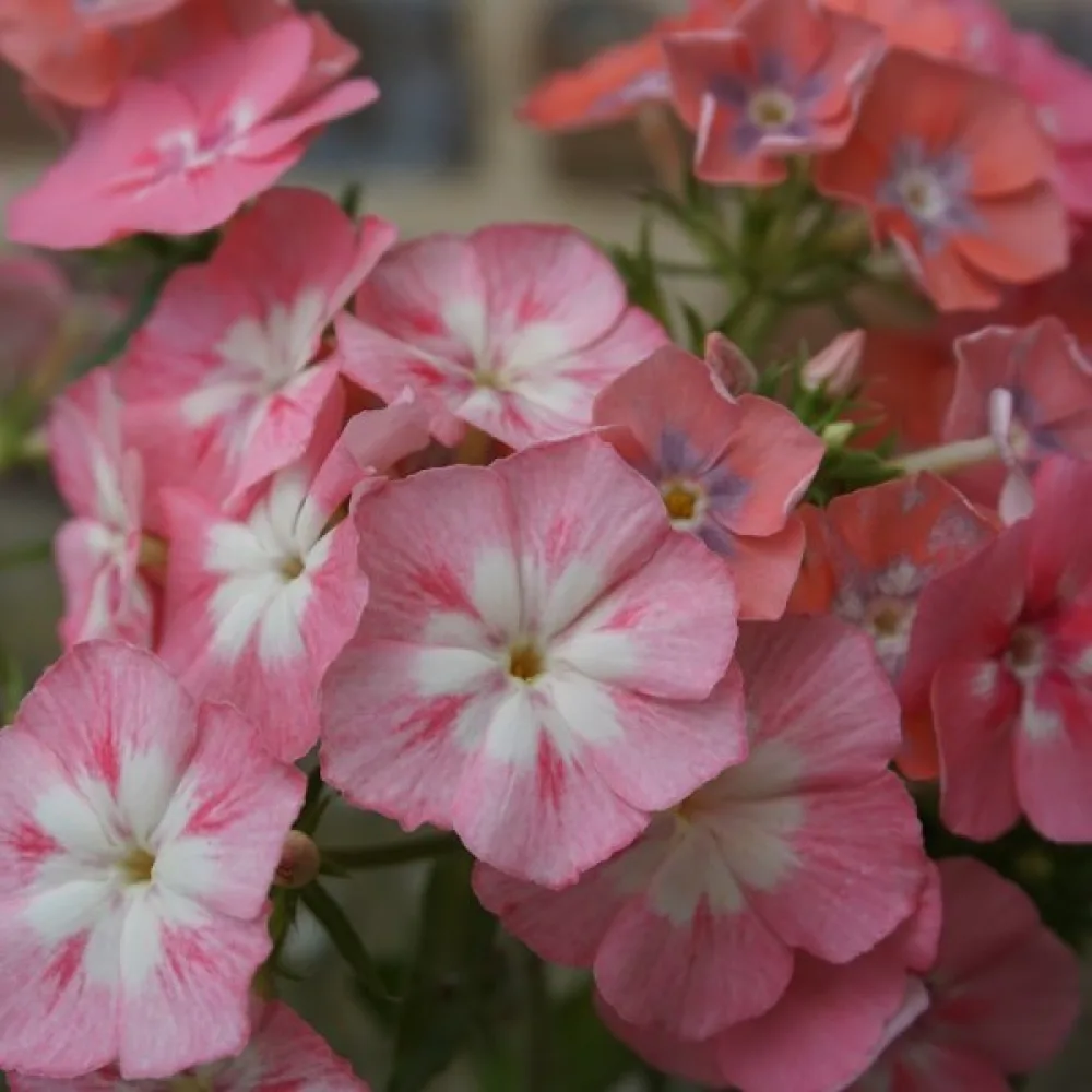 Sommarflox 'Leopoldii'