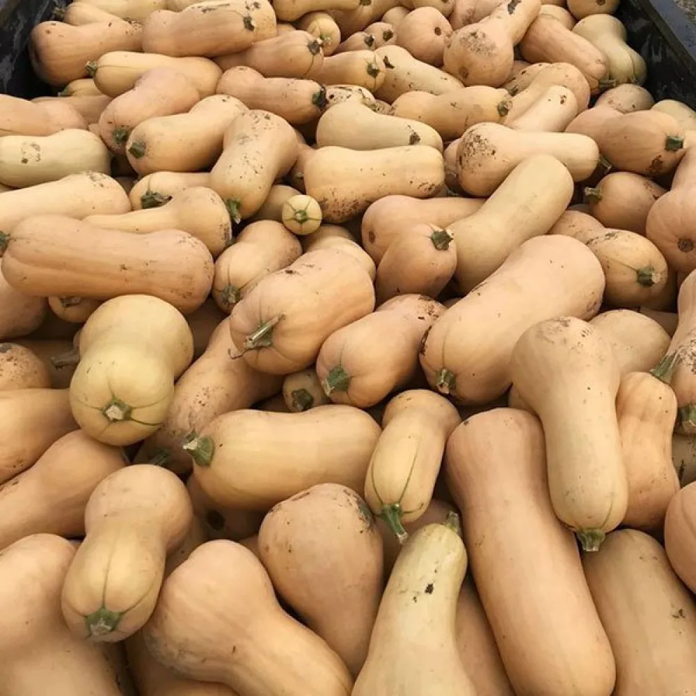 Vinterpumpa 'Waltham Butternut'