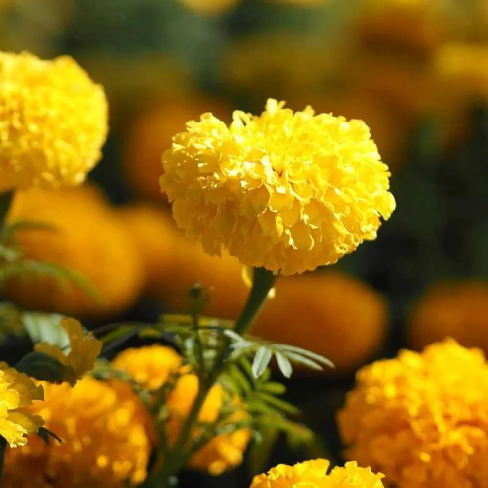 Afrikansk tagetes 'Yellow Supreme'