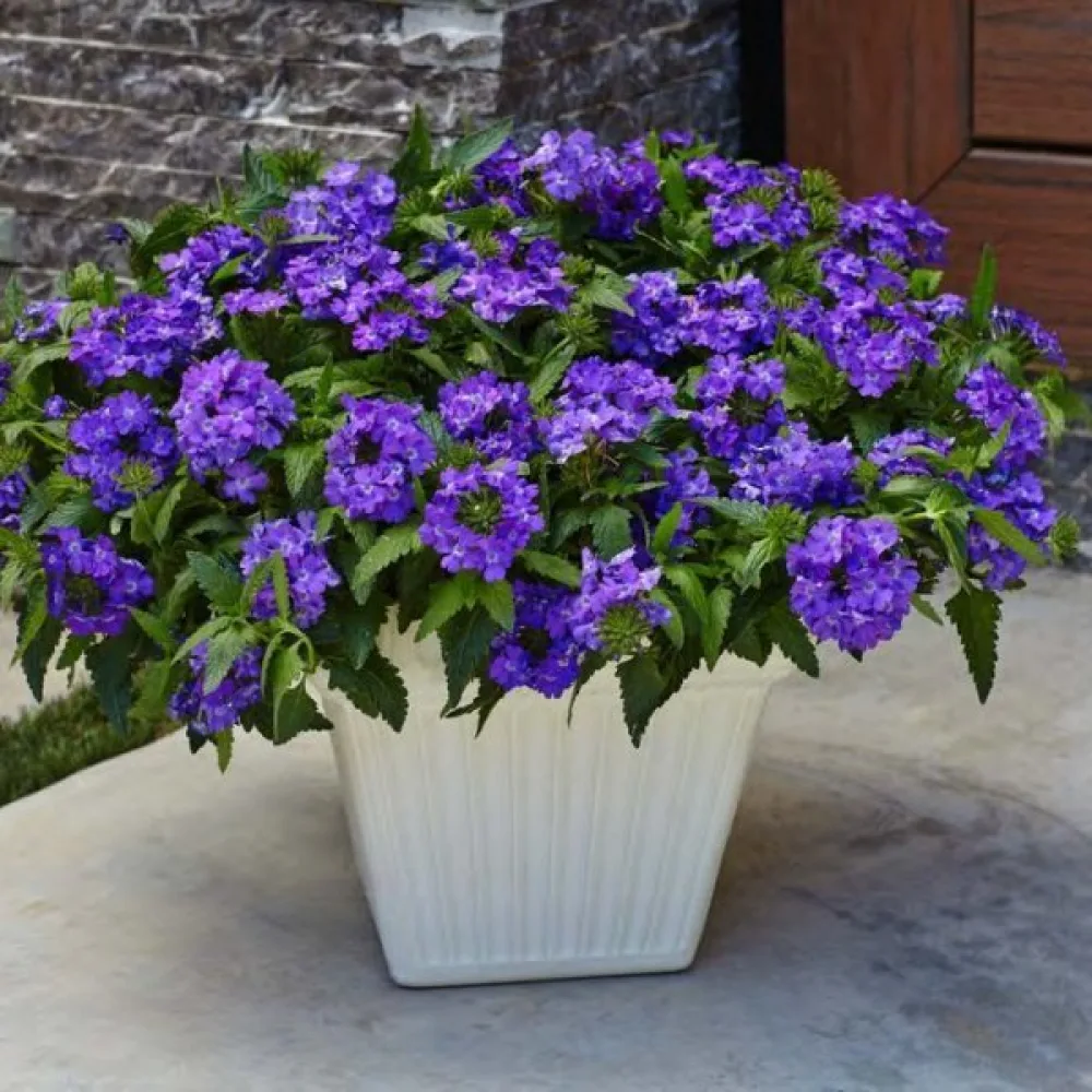 Verbena 'Splendor', lila med vitt öga